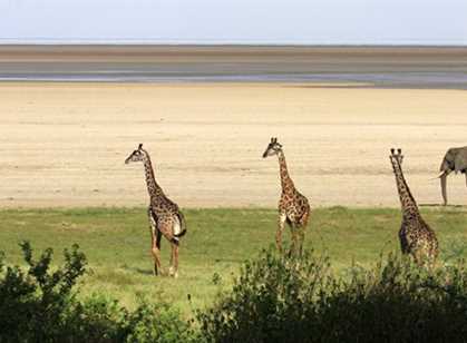 Lake Manyara National Park